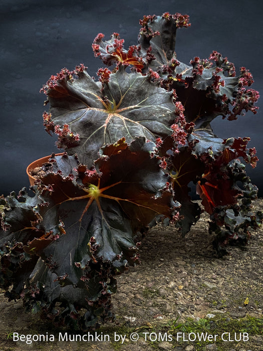 Begonia Munchkin, rhizomatous begonia,  evergreen perennial, frilled margins, black burgundy foliage, organically grown, plants for sale at TOMs FLOWer CLUB. 