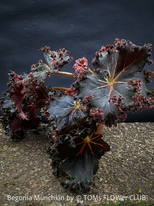 Begonia Munchkin, rhizomatous begonia,  evergreen perennial, frilled margins, black burgundy foliage, organically grown, plants for sale at TOMs FLOWer CLUB. 