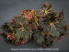 Begonia Munchkin, rhizomatous begonia,  evergreen perennial, frilled margins, black burgundy foliage, organically grown, plants for sale at TOMs FLOWer CLUB. 