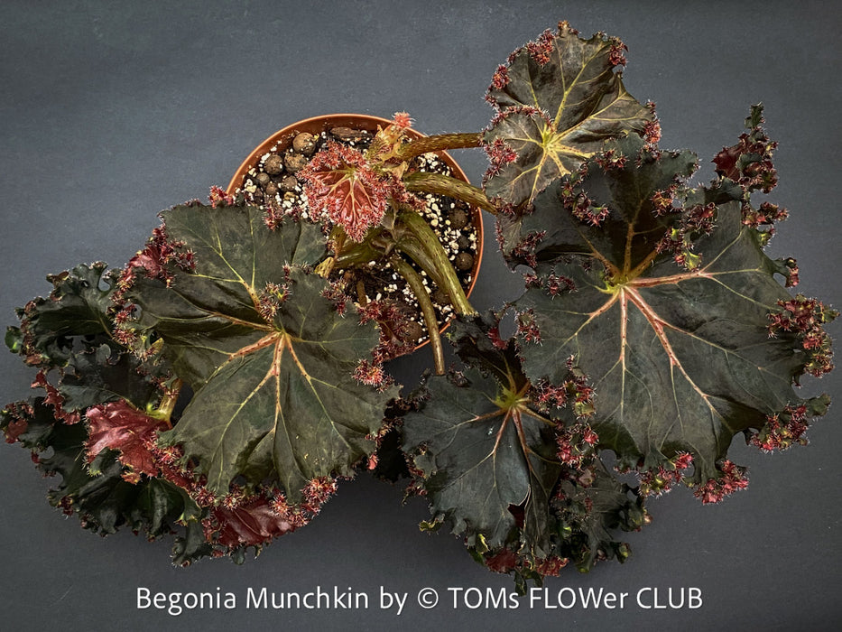 Begonia Munchkin, rhizomatous begonia,  evergreen perennial, frilled margins, black burgundy foliage, organically grown, plants for sale at TOMs FLOWer CLUB. 