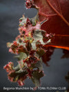 Begonia Munchkin, rhizomatous begonia,  evergreen perennial, frilled margins, black burgundy foliage, organically grown, plants for sale at TOMs FLOWer CLUB. 