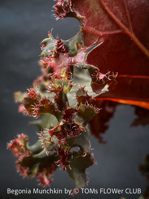 Begonia Munchkin, rhizomatous begonia,  evergreen perennial, frilled margins, black burgundy foliage, organically grown, plants for sale at TOMs FLOWer CLUB. 