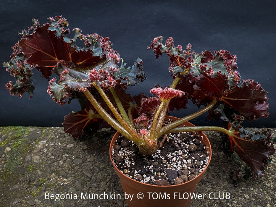 Begonia Munchkin, rhizomatous begonia,  evergreen perennial, frilled margins, black burgundy foliage, organically grown, plants for sale at TOMs FLOWer CLUB. 