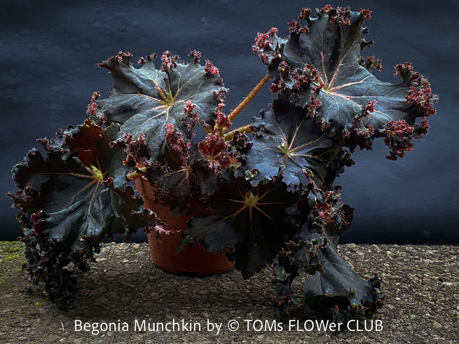 Begonia Munchkin, rhizomatous begonia,  evergreen perennial, frilled margins, black burgundy foliage, organically grown, plants for sale at TOMs FLOWer CLUB. 