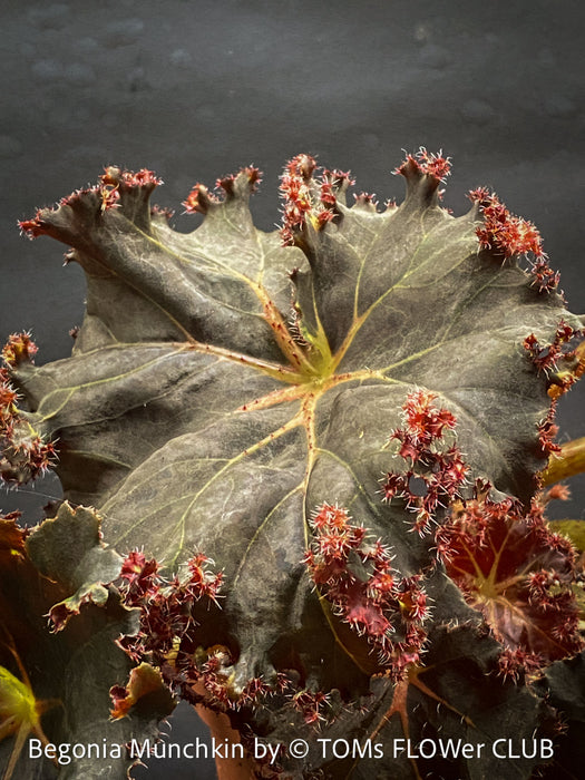 Begonia Munchkin, rhizomatous begonia,  evergreen perennial, frilled margins, black burgundy foliage, organically grown, plants for sale at TOMs FLOWer CLUB. 