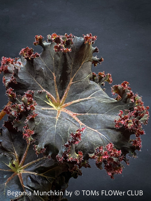 Begonia Munchkin, rhizomatous begonia,  evergreen perennial, frilled margins, black burgundy foliage, organically grown, plants for sale at TOMs FLOWer CLUB. 