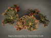 Begonia Munchkin, rhizomatous begonia,  evergreen perennial, frilled margins, black burgundy foliage, organically grown, plants for sale at TOMs FLOWer CLUB. 