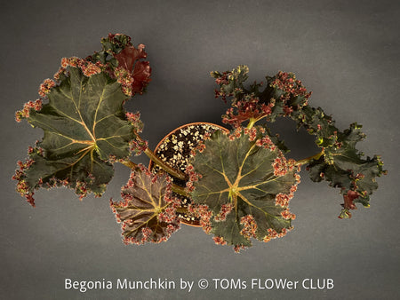 Begonia Munchkin, rhizomatous begonia,  evergreen perennial, frilled margins, black burgundy foliage, organically grown, plants for sale at TOMs FLOWer CLUB. 
