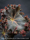 Begonia Munchkin, rhizomatous begonia,  evergreen perennial, frilled margins, black burgundy foliage, organically grown, plants for sale at TOMs FLOWer CLUB. 