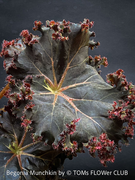 Begonia Munchkin, rhizomatous begonia,  evergreen perennial, frilled margins, black burgundy foliage, organically grown, plants for sale at TOMs FLOWer CLUB. 
