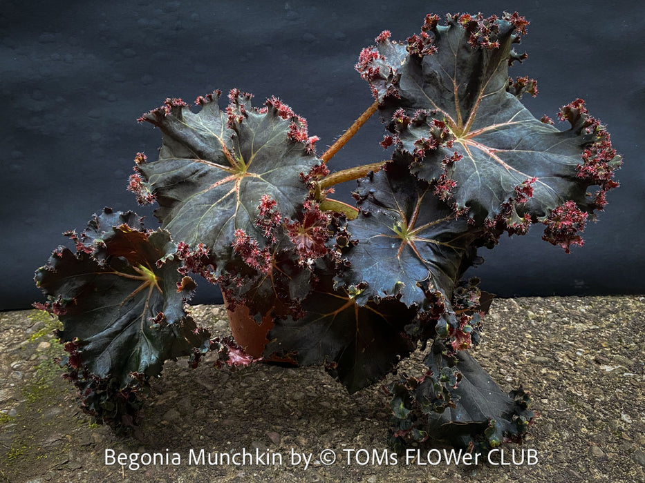 Begonia Munchkin, rhizomatous begonia,  evergreen perennial, frilled margins, black burgundy foliage, organically grown, plants for sale at TOMs FLOWer CLUB. 