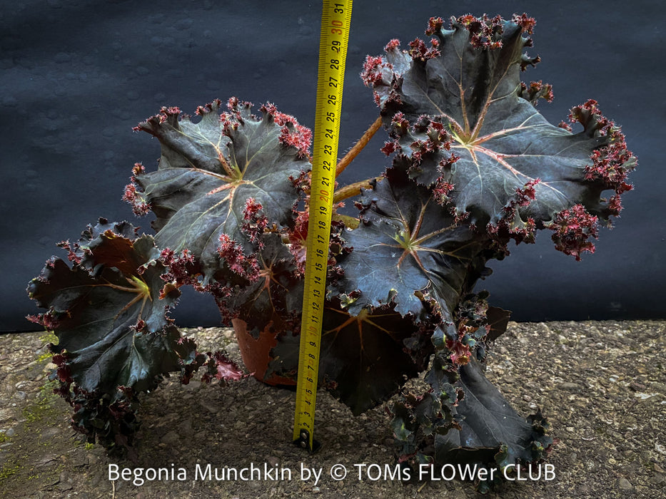 Begonia Munchkin, rhizomatous begonia,  evergreen perennial, frilled margins, black burgundy foliage, organically grown, plants for sale at TOMs FLOWer CLUB. 