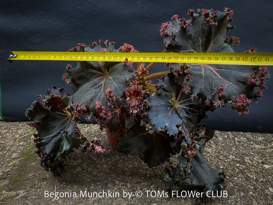 Begonia Munchkin, rhizomatous begonia,  evergreen perennial, frilled margins, black burgundy foliage, organically grown, plants for sale at TOMs FLOWer CLUB. 