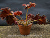 Begonia Munchkin, rhizomatous begonia,  evergreen perennial, frilled margins, black burgundy foliage, organically grown, plants for sale at TOMs FLOWer CLUB. 
