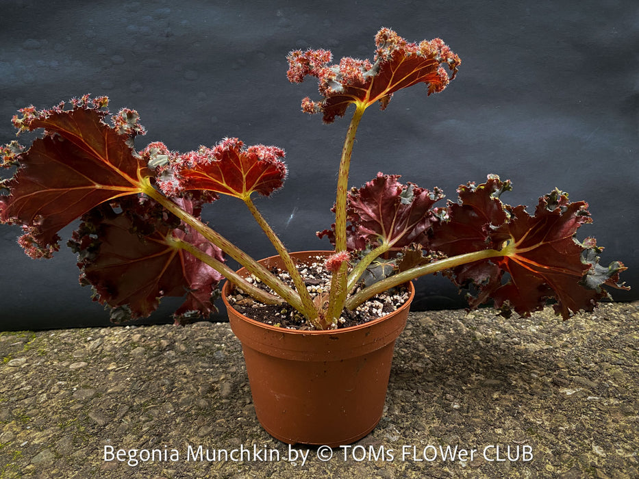 Begonia Munchkin, rhizomatous begonia,  evergreen perennial, frilled margins, black burgundy foliage, organically grown, plants for sale at TOMs FLOWer CLUB. 