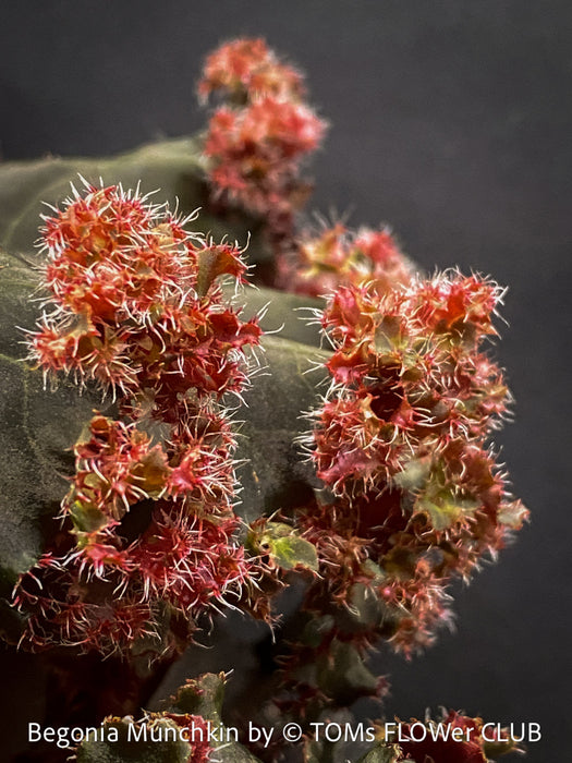 Begonia Munchkin, rhizomatous begonia,  evergreen perennial, frilled margins, black burgundy foliage, organically grown, plants for sale at TOMs FLOWer CLUB. 
