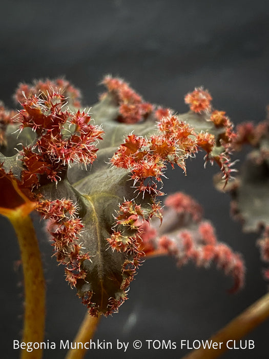 Begonia Munchkin, rhizomatous begonia,  evergreen perennial, frilled margins, black burgundy foliage, organically grown, plants for sale at TOMs FLOWer CLUB. 