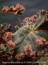 Begonia Munchkin, rhizomatous begonia,  evergreen perennial, frilled margins, black burgundy foliage, organically grown, plants for sale at TOMs FLOWer CLUB. 
