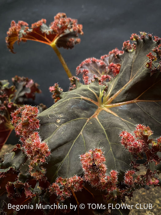 Begonia Munchkin, rhizomatous begonia,  evergreen perennial, frilled margins, black burgundy foliage, organically grown, plants for sale at TOMs FLOWer CLUB. 