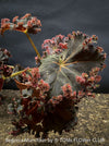 Begonia Munchkin, rhizomatous begonia,  evergreen perennial, frilled margins, black burgundy foliage, organically grown, plants for sale at TOMs FLOWer CLUB. 
