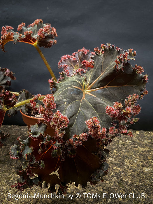 Begonia Munchkin, rhizomatous begonia,  evergreen perennial, frilled margins, black burgundy foliage, organically grown, plants for sale at TOMs FLOWer CLUB. 