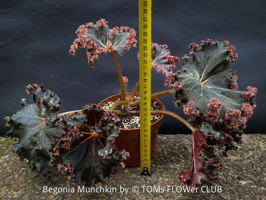 Begonia Munchkin, rhizomatous begonia,  evergreen perennial, frilled margins, black burgundy foliage, organically grown, plants for sale at TOMs FLOWer CLUB. 