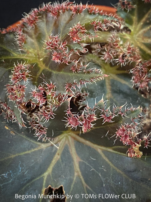Begonia Munchkin, rhizomatous begonia,  evergreen perennial, frilled margins, black burgundy foliage, organically grown, plants for sale at TOMs FLOWer CLUB. 