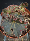 Begonia Munchkin, rhizomatous begonia,  evergreen perennial, frilled margins, black burgundy foliage, organically grown, plants for sale at TOMs FLOWer CLUB. 