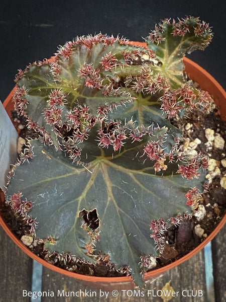 Begonia Munchkin, rhizomatous begonia,  evergreen perennial, frilled margins, black burgundy foliage, organically grown, plants for sale at TOMs FLOWer CLUB. 