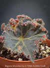 Begonia Munchkin, rhizomatous begonia,  evergreen perennial, frilled margins, black burgundy foliage, organically grown, plants for sale at TOMs FLOWer CLUB. 