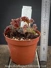 Begonia Munchkin, rhizomatous begonia,  evergreen perennial, frilled margins, black burgundy foliage, organically grown, plants for sale at TOMs FLOWer CLUB. 