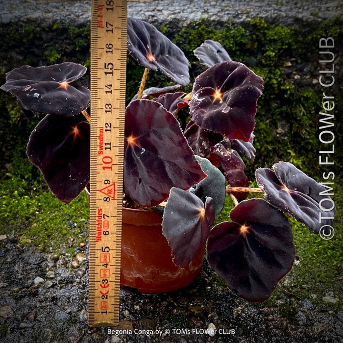 Begonia Rex Conga, black leaf Begonia, schwarzes Blatt,, organically grown tropical plants for sale at TOMs FLOWer CLUB.