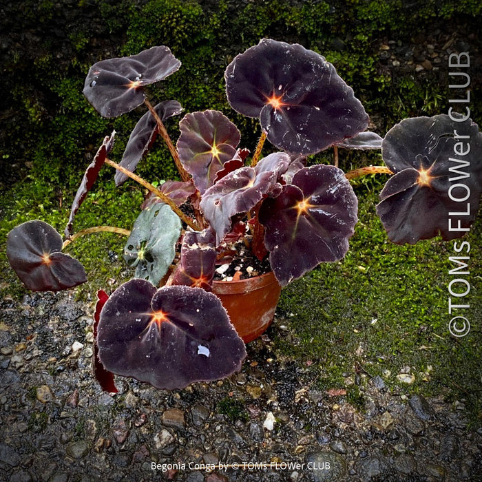 Begonia Rex Conga, black leaf Begonia, schwarzes Blatt,, organically grown tropical plants for sale at TOMs FLOWer CLUB.