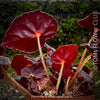 Begonia Rex Conga, black leaf Begonia, schwarzes Blatt,, organically grown tropical plants for sale at TOMs FLOWer CLUB.