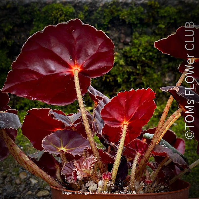 Begonia Rex Conga, black leaf Begonia, schwarzes Blatt,, organically grown tropical plants for sale at TOMs FLOWer CLUB.