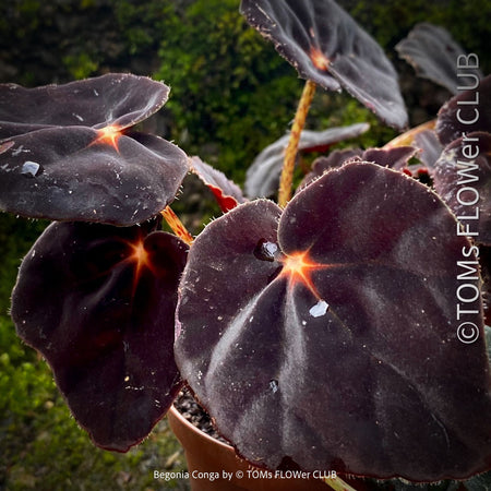 Begonia Rex Conga, black leaf Begonia, schwarzes Blatt,, organically grown tropical plants for sale at TOMs FLOWer CLUB.