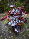 Begonia Rex Conga, black leaf Begonia, schwarzes Blatt,, organically grown tropical plants for sale at TOMs FLOWer CLUB.