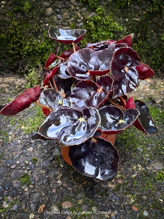 Begonia Rex Conga, black leaf Begonia, schwarzes Blatt,, organically grown tropical plants for sale at TOMs FLOWer CLUB.