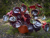 Begonia Rex Conga, black leaf Begonia, schwarzes Blatt,, organically grown tropical plants for sale at TOMs FLOWer CLUB.