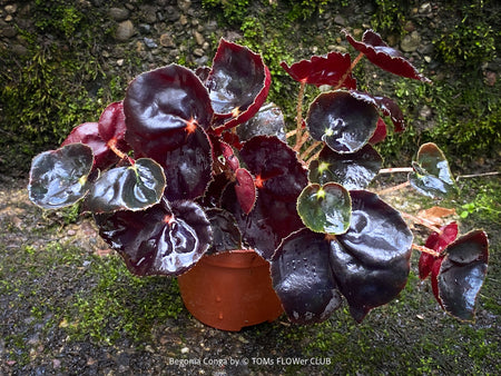 Begonia Rex Conga, black leaf Begonia, schwarzes Blatt,, organically grown tropical plants for sale at TOMs FLOWer CLUB.