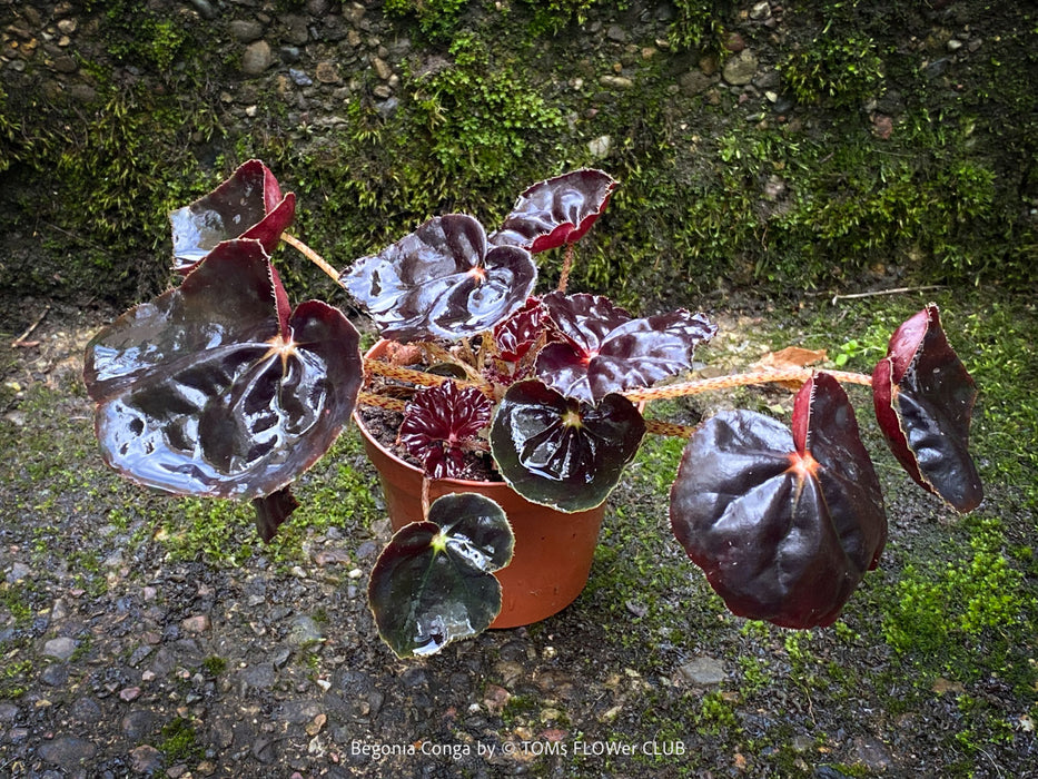 Begonia Rex Conga, black leaf Begonia, schwarzes Blatt,, organically grown tropical plants for sale at TOMs FLOWer CLUB.