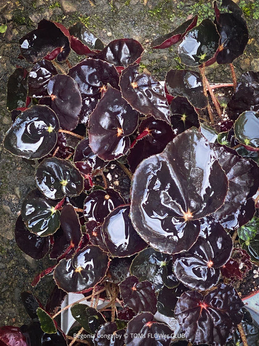 Begonia Rex Conga, black leaf Begonia, schwarzes Blatt,, organically grown tropical plants for sale at TOMs FLOWer CLUB.