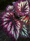 Begonia Rex Fireworks with colorful, patterned foliage. Fully established, bushy indoor plant in special substrate for bright, indirect light, tropical begonia plants for sale at TOMs FLOWer CLUB