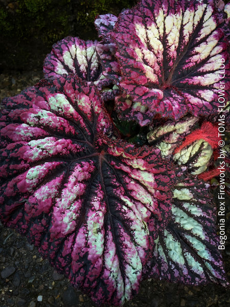 Begonia Rex Fireworks with colorful, patterned foliage. Fully established, bushy indoor plant in special substrate for bright, indirect light, tropical begonia plants for sale at TOMs FLOWer CLUB