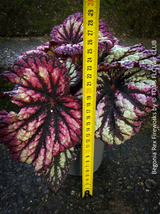 Begonia Rex Fireworks with colorful, patterned foliage. Fully established, bushy indoor plant in special substrate for bright, indirect light, tropical begonia plants for sale at TOMs FLOWer CLUB