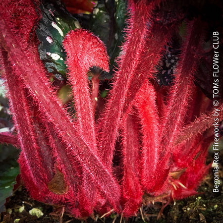 Begonia Rex Fireworks with colorful, patterned foliage. Fully established, bushy indoor plant in special substrate for bright, indirect light, tropical begonia plants for sale at TOMs FLOWer CLUB