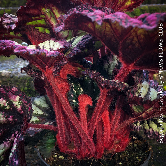 Begonia Rex Fireworks with colorful, patterned foliage. Fully established, bushy indoor plant in special substrate for bright, indirect light, tropical begonia plants for sale at TOMs FLOWer CLUB