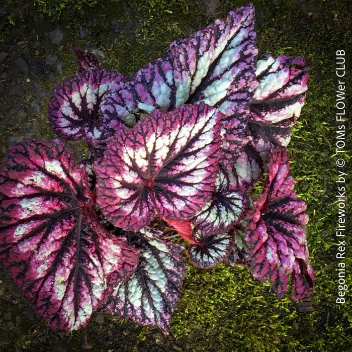Begonia Rex Fireworks with colorful, patterned foliage. Fully established, bushy indoor plant in special substrate for bright, indirect light, tropical begonia plants for sale at TOMs FLOWer CLUB