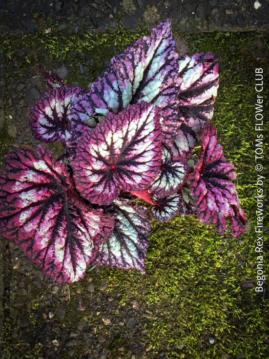 Begonia Rex Fireworks with colorful, patterned foliage. Fully established, bushy indoor plant in special substrate for bright, indirect light, tropical begonia plants for sale at TOMs FLOWer CLUB