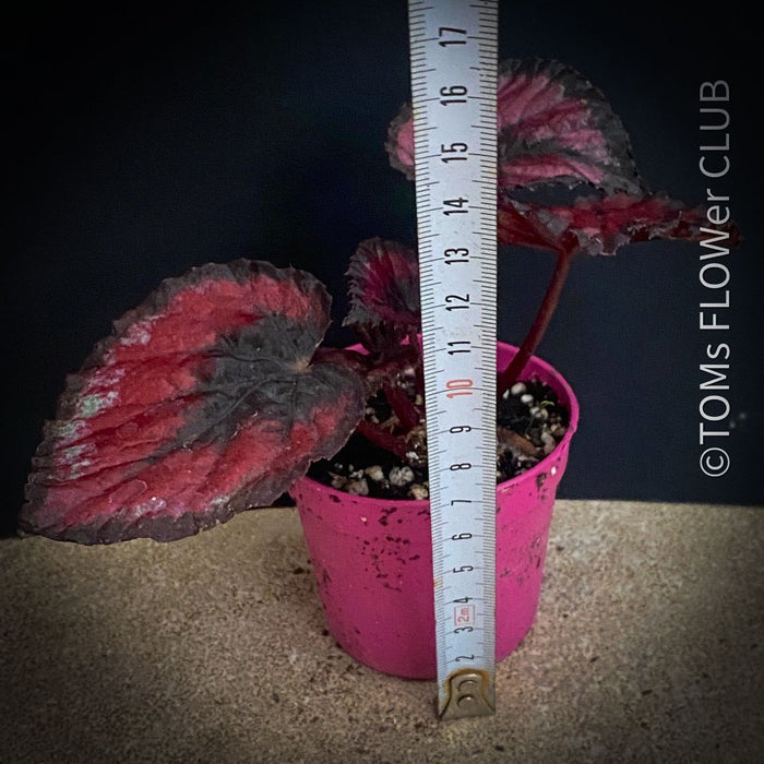 Begonia Rex Inca Night, with red-black leaf foliage, tropical begonia plants for sale at TOMs FLOWer CLUB